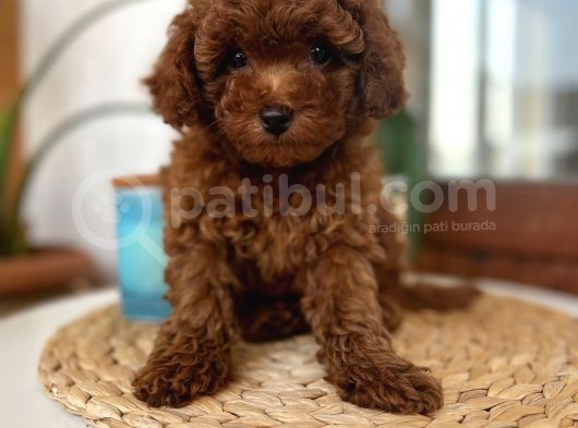 Safkan Red Brown Toy Poodle Dişi Erkek Yavrular görsel