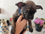 Acill French Buldog Kardeşler Uygun