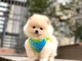 Mini Minnak Dişi Pomeranian Yavrularım