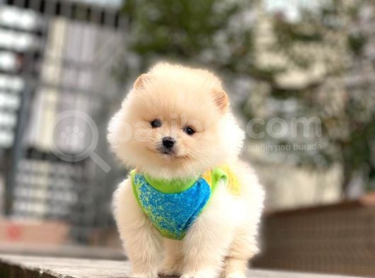 Mini Minnak Dişi Pomeranian Yavrularım görsel
