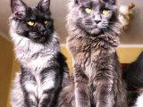 Yetişkin Dişi Maine Coon Black Smoke