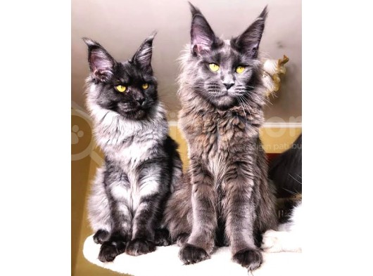 Yetişkin dişi Maine coon black smoke