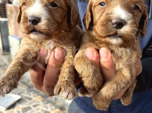 Mükemmel Cavapoo Bebeklerimiz