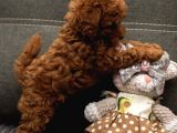 Xxs Red Brown Toy Poodle Yavrular