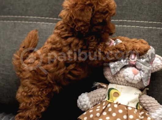 Xxs Red Brown Toy Poodle Yavrular görsel