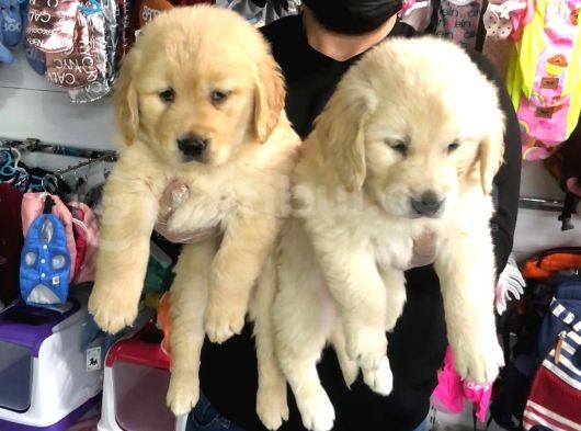 Vonalpet Garanti̇si̇yle Mükemmel Kali̇tede Golden Retri̇ever  Yavrularimiz