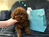 En İyi̇ Görsel Toy Poodle Yavrular