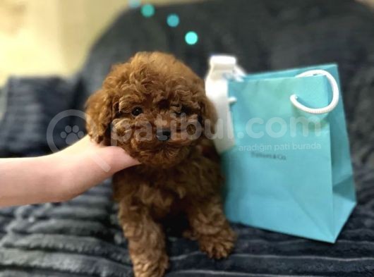 En İyi̇ Görsel Toy Poodle Yavrular görsel