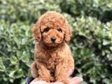 Bi̇r Avuç Mutluluk Baby Face Toy Poodle Yavrularimiz