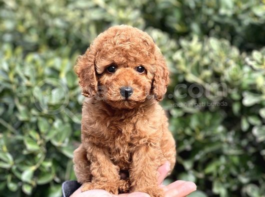 Bi̇r Avuç Mutluluk Baby Face Toy Poodle Yavrularimiz görsel