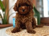 Safkan Red Brown Toy Poodle Dişi Erkek Yavrular