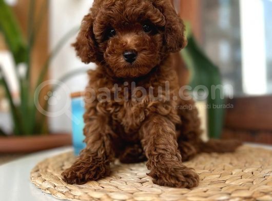 Safkan Red Brown Toy Poodle Dişi Erkek Yavrular görsel