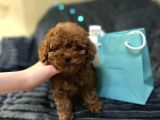 En İyi̇ Görsel Toy Poodle Yavrular