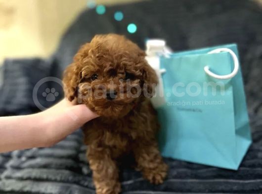 En İyi̇ Görsel Toy Poodle Yavrular görsel