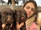Çikolata Labrador yavrularımız