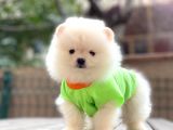 Mini Minnak Erkek Pomeranian Yavrularım