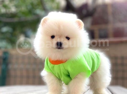 Mini Minnak Erkek Pomeranian Yavrularım görsel