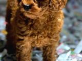 Vonalpet Garanti̇si̇yle Mükemmel Kali̇tede Poodle Yavrularimiz