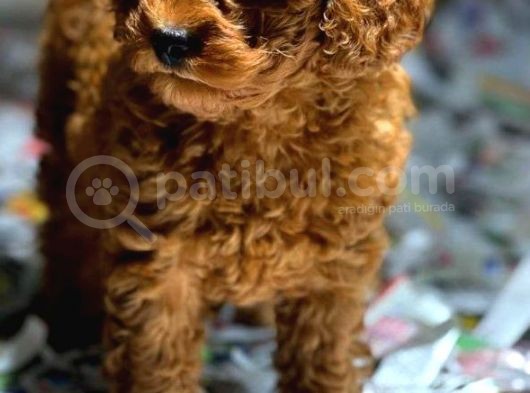 Vonalpet Garanti̇si̇yle Mükemmel Kali̇tede Poodle Yavrularimiz görsel