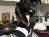 Acill french buldog kardeşler uygun