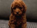 XXS RED BROWN TOY POODLE YAVRULAR