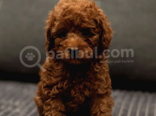 Xxs Red Brown Toy Poodle Yavrular