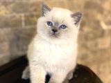 Bri̇ti̇sh Shorthai̇r Blue Poi̇nt Yavrularim