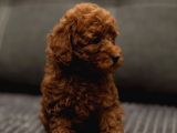 Xxs Red Brown Toy Poodle Yavrular