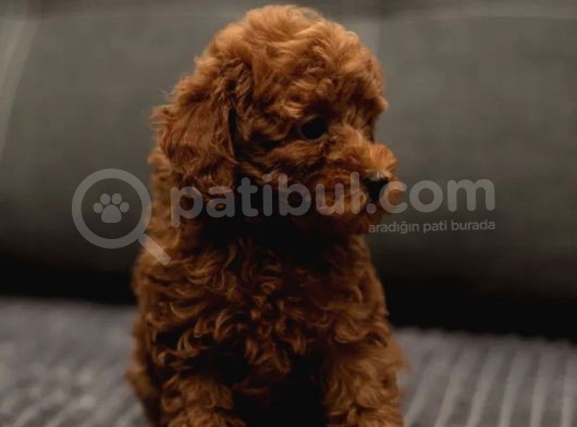 Xxs Red Brown Toy Poodle Yavrular görsel