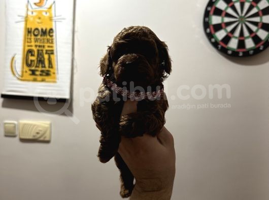 Mükemmel Red Brown Toy Poodle Yavrularimiz