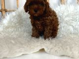 Safkan Red Brown Toy Poodle Dişi Erkek Yavrular