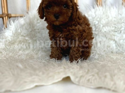 Safkan Red Brown Toy Poodle Dişi Erkek Yavrular görsel
