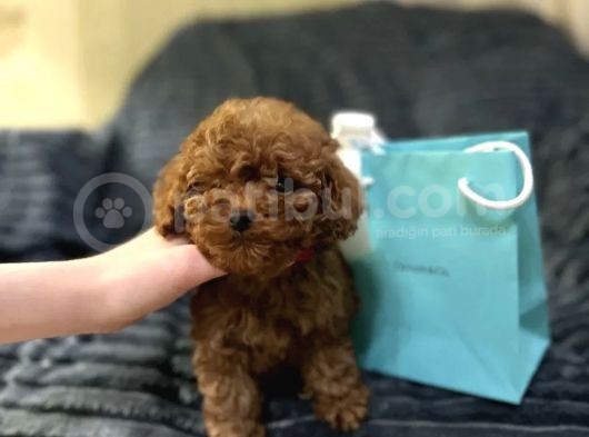 En İyi̇ Görsel Toy Poodle Yavrular