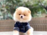Mini minnak dişi pomeranian yavrularım