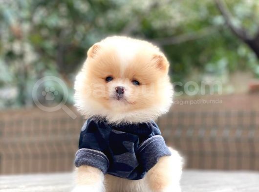 Mini Minnak Dişi Pomeranian Yavrularım