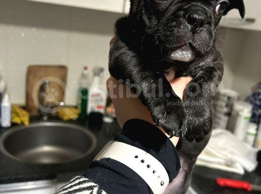 Acill French Buldog Kardeşler Uygun görsel