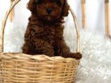 Safkan Red Brown Toy Poodle Dişi Erkek Yavrular