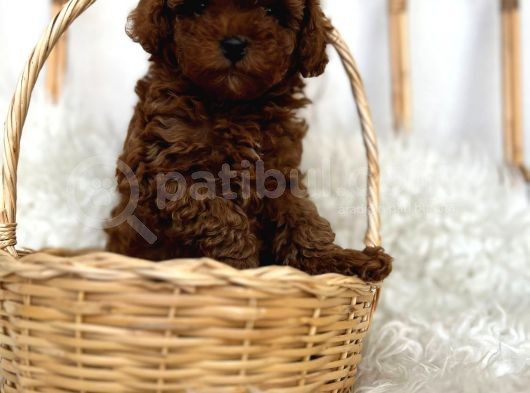 Safkan Red Brown Toy Poodle Dişi Erkek Yavrular görsel