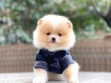 Mini Minnak Dişi Pomeranian Yavrularım