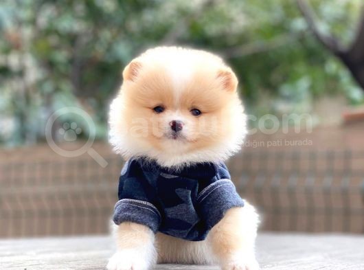 Mini Minnak Dişi Pomeranian Yavrularım görsel