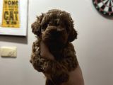Mükemmel Red Brown Toy Poodle Yavrularimiz