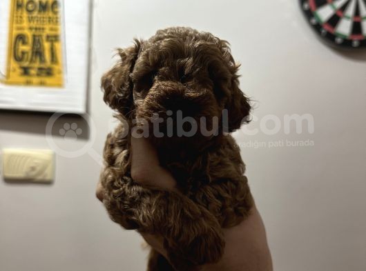 Mükemmel Red Brown Toy Poodle Yavrularimiz görsel