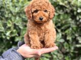 Bi̇r Avuç Mutluluk Baby Face Toy Poodle Yavrularimiz