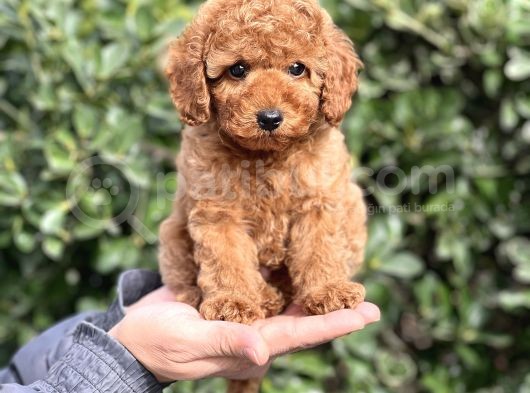 Bi̇r Avuç Mutluluk Baby Face Toy Poodle Yavrularimiz görsel