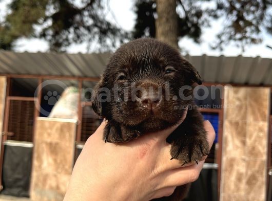 Çikolata Labrador Yavrularımız görsel