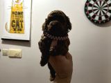 Mükemmel Red Brown Toy Poodle Yavrularimiz