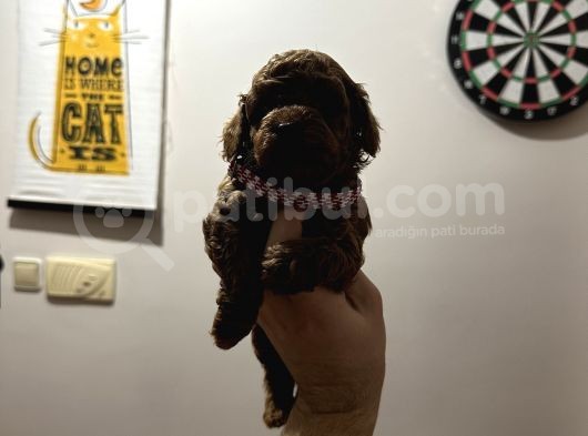Mükemmel Red Brown Toy Poodle Yavrularimiz görsel