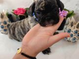 Acill French Buldog Kardeşler Uygun