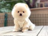 Mini Minnak Erkek Pomeranian Yavrularım