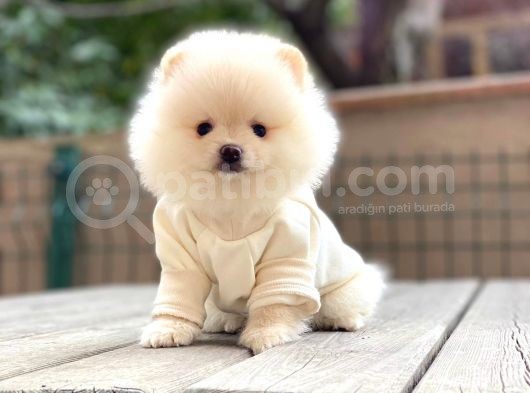 Mini Minnak Erkek Pomeranian Yavrularım görsel